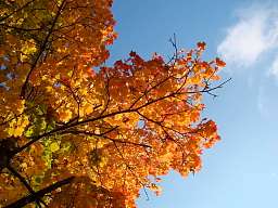 wandertage im goldenen herbst harz original 178951 v16