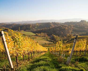 Weinberge im Herbst