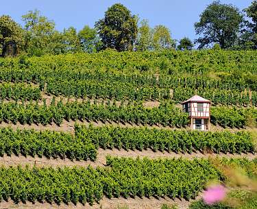 Ein kleines Häuschen steht auf einem grünen Weinhang