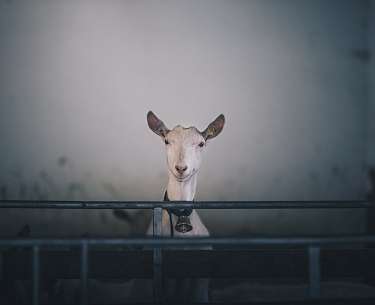Ziege im Stall auf dem Staflerhof