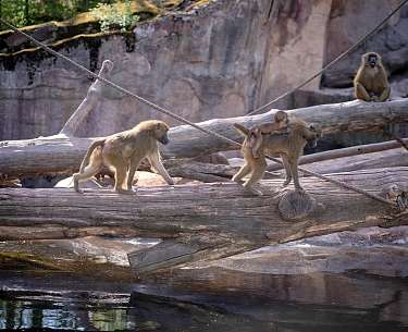Affen im Tiergarten Nürnberg