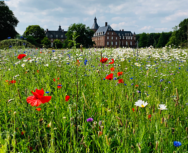 Wildblumenwiese im Schlosspark