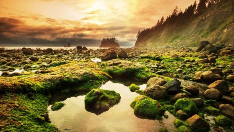Olympic National Park, USA – For Your Thrilling Experience, Camping & Maintaining